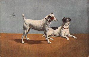 c.'1909, Two Jack Russel Terriers, Message, Old Postcard
