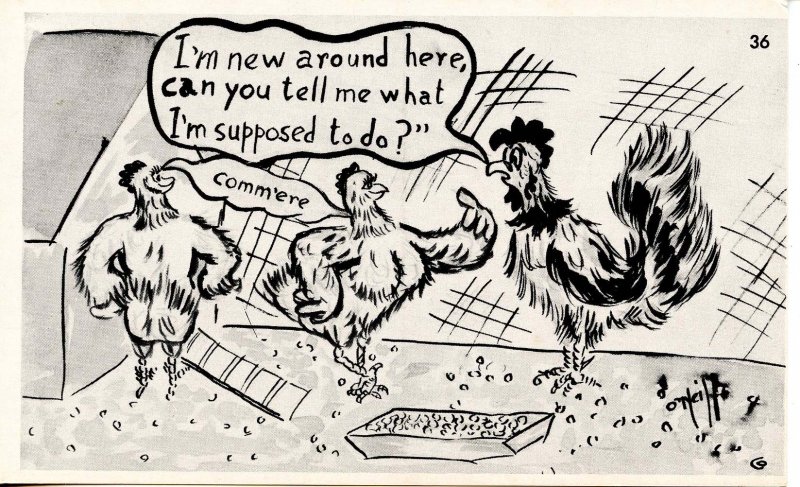 Humor - Rooster to Hens-- I'm new around here…