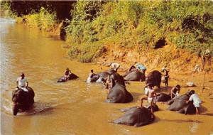 BR40497 Elephants bathing in the mahaweli ganga katugastota  Sri Lanka