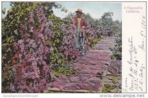 A Vineyard In California