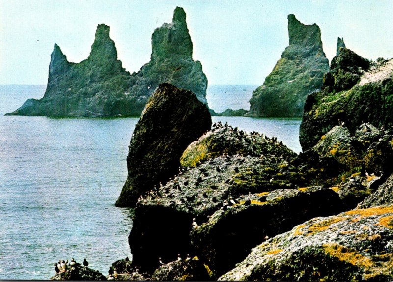 South Iceland Reynisfjall Puffins On The Rocky Shore