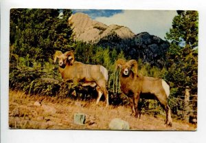 3157779 HUNT Rocky Mountain Sheep Rugged Old color PC