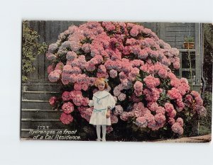 Postcard Hydrangeas in front of a California Residence, California