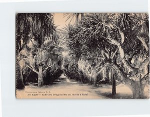 Postcard Allée des Dragonniers au Jardin d'Essail, Algiers, Algeria