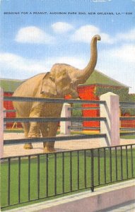 Begging for a Peanut, Audubon Park Zoo New Orleans, Louisiana, USA Elephant U...