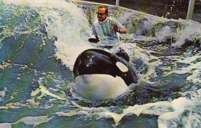 Shamu Killer Whale Sea World Mission Bay San Diego California 1972