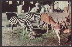 Zebras,Milwaukee County Zoo,WI Postcard 