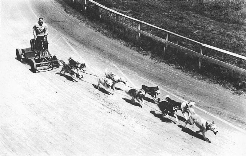 Farmington ME Timberline Huskies Dog Cart George Worthley Driver Postcard