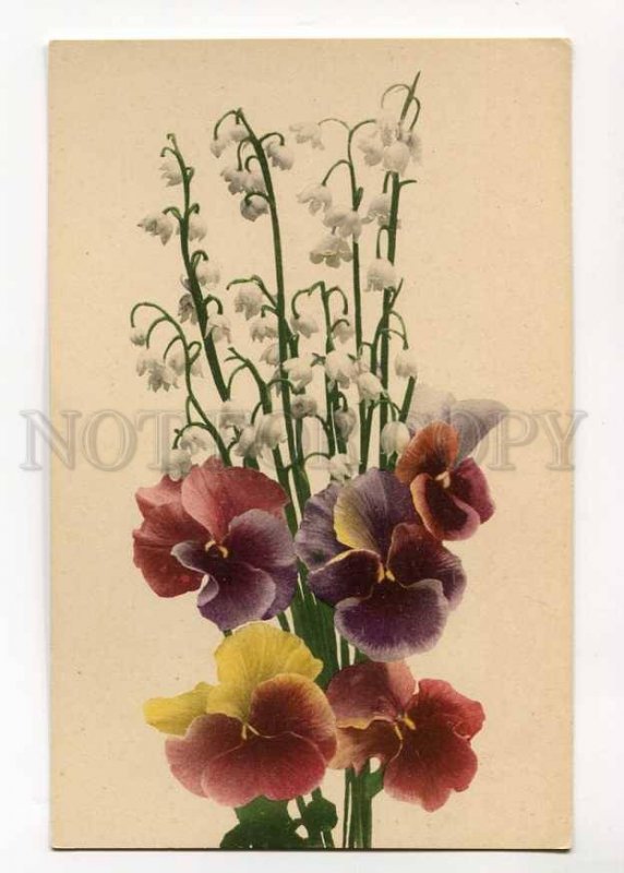 3071550 PANSY Flowers BOUQUET vintage PHOTO