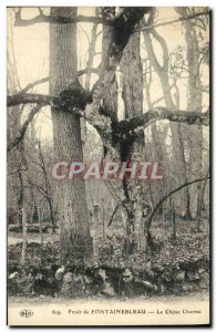 Old Postcard Foret De Fontainebleau Le Charme Chene