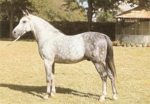 Andalusian Horse Nice Spanishph photo  postcard. 1960/70s. Size  15 x 10 cms.