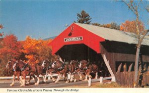 WHITE MOUNTAINS, New Hampshire NH   CLYDESDALE HORSES~Jackson Covered Bridge