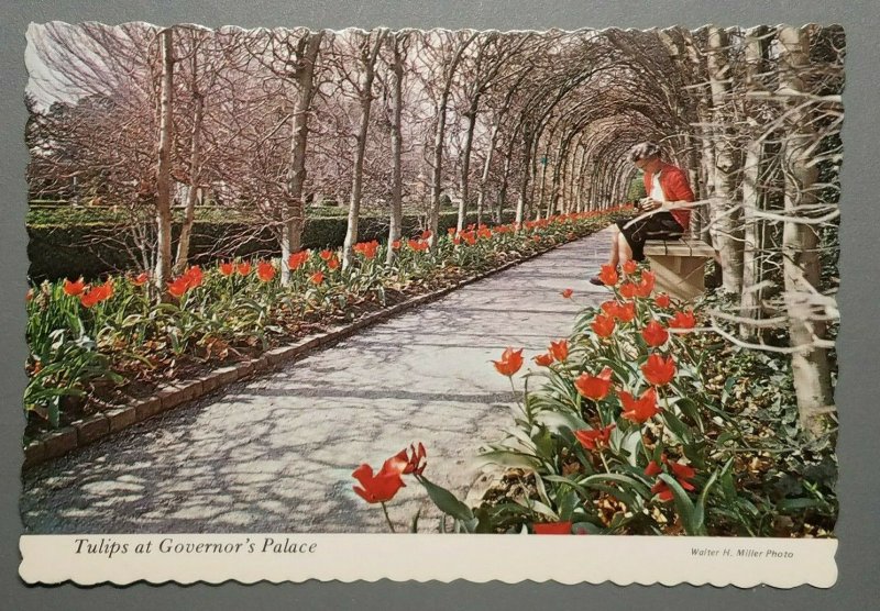 Tulips at Governor's Palace, Williamsburg, Virginia Postcard