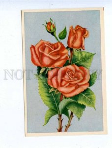 195447 Bulgaria flowers rose old postcard