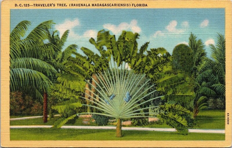 Travelers Tree Florida Linen Madagascar South Ct Art Colortone Postcard 