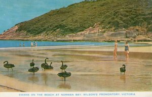 Norman Bay Swans Victoria Australia Postcard
