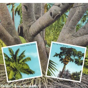 Bermuda Paw Paw coconut and rubber trees lot of 3 vintage postcard