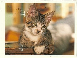 Kitten, 1996 Chrome Whiskas Postcard