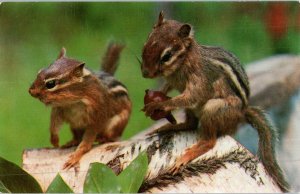 A Pair Of Chipmunks Scamper About In The Woodlands Chipmunk Postcard