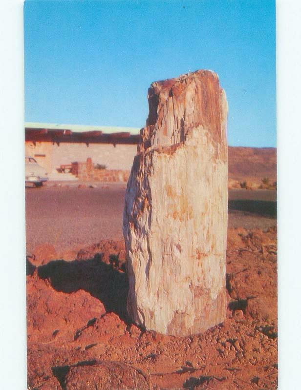 Pre-1980 STATE PARK PETRIFIED SPRUCE TREE STUMP Vantage Washington WA E6024