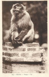 Tango ape monkey chimp Blida Algeria postcard