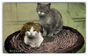 Two CUTE KITTENS on a Circular Rug  c1910s Millar & Lang  Postcard