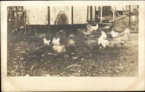 Chicken Coop c1910 Real Photo Postcard - Amateur #1