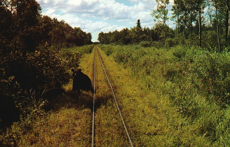 Vintage Postcard Toonerville Trolley Wild Forest Black Bears Along The Tracks