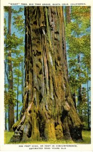 CA - Santa Cruz County. Big Trees Park