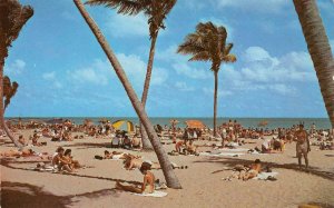 MIAMI BEACH Florida Bathing & Sun-tanning Palm Trees c1950s Vintage Postcard