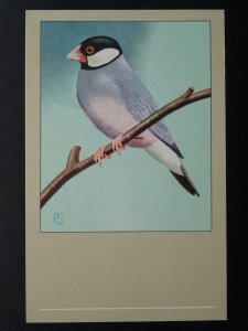 Bird Theme GREY JAVA SPARROW c1950s Postcard by P. Sluis Series 4 No.38