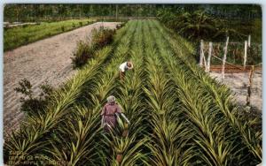 CUBA  Agriculture CAMPO DE PIÑA  -- PINEAPPLE PLANTATION  ca 1910s Postcard