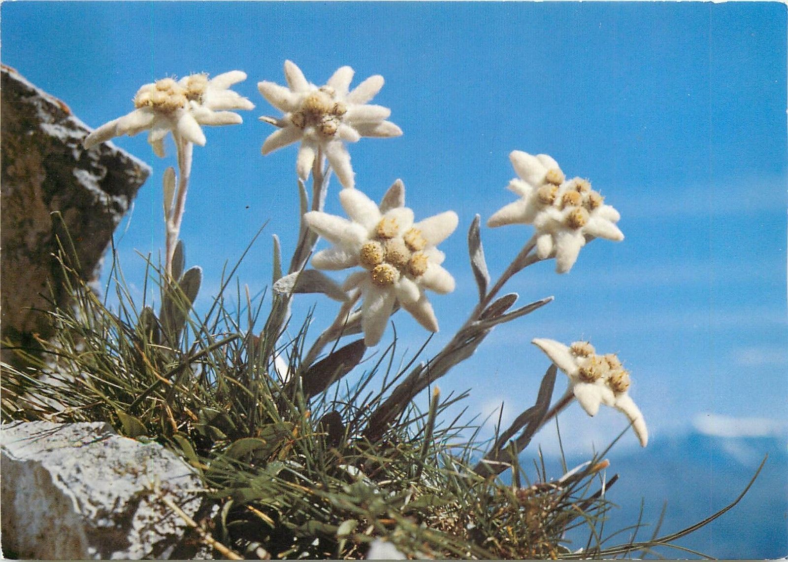 Truyền Thuyết Về Hoa Nhung Tuyết Edelweiss | Lhs Bulgaria 1976