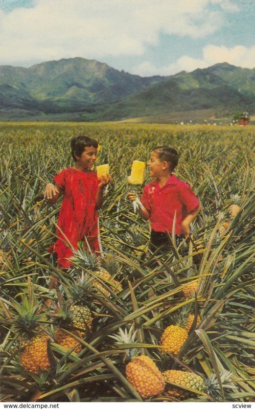 HAWAII, 1940-60s; Boys eating Ripe Pineapples in the Field