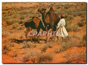 Postcard Modern Southern Tunisia time feeding