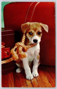 Cute Little Dog Jack Russell Terrier Puppy Portrait Tied Orange Rope Postcard