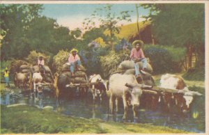 Ox Cart Antiguas Carretas Mexico