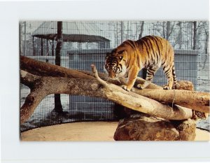 Postcard Tigers, Northwest Florida Zoological Gardens, Cantonment, Florida