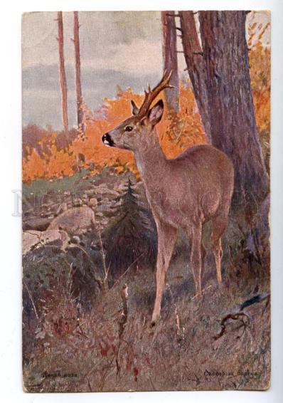 158724 HUNT Capreolus ROE DEER Wild Goat by KLIMOV vintage PC