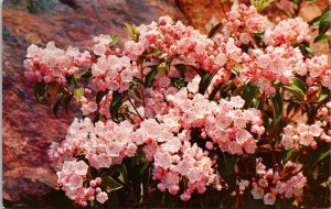 Mountain Laurel Flower Full Bloom Southern Mountains Tennessee Chrome Postcard 