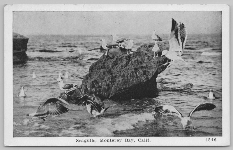 Monterey Bay California~Seagulls on Rock~1940s Linen Postcard