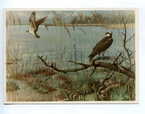 237583 RUSSIA HUNT hawks fishermen old postcard