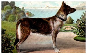 Dog , Alastian Wolfhound