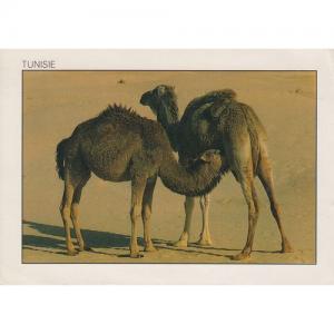 Postcard of Tunisia Camels, Mother and young one (240817)