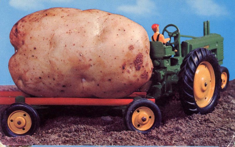 Exaggeration - A Maine Potato