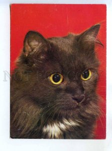 284807 Poland CATS old photo postcard