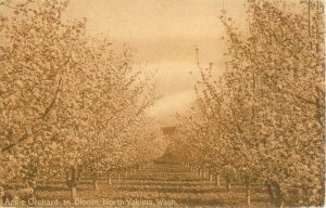 Vintage North Yakima WA Postcard Apple Orchard in Bloom Sepia Color, 1912