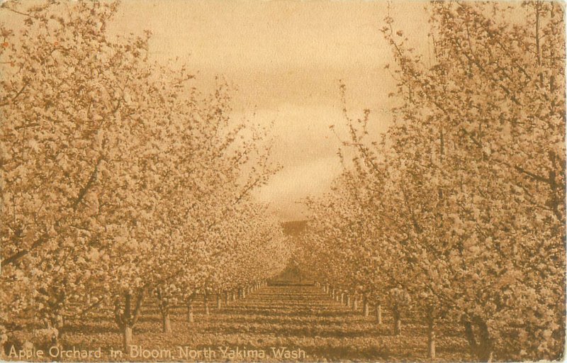 Vintage North Yakima WA Postcard Apple Orchard in Bloom Sepia Color, 1912