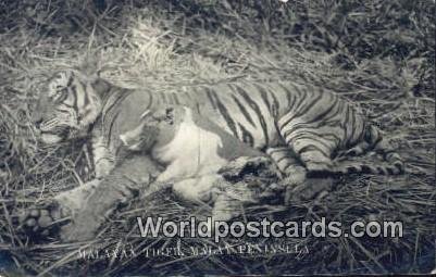 Real Photo Malayan Tiger Malay Peninsula Malaysia Writing On Back 