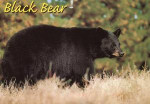 Black Bear